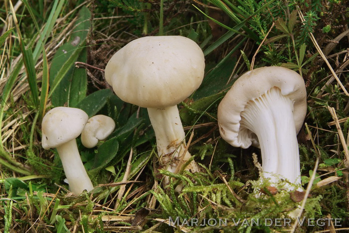 Bleke weidewasplaat - Hygrocybe pratensis var. pallida